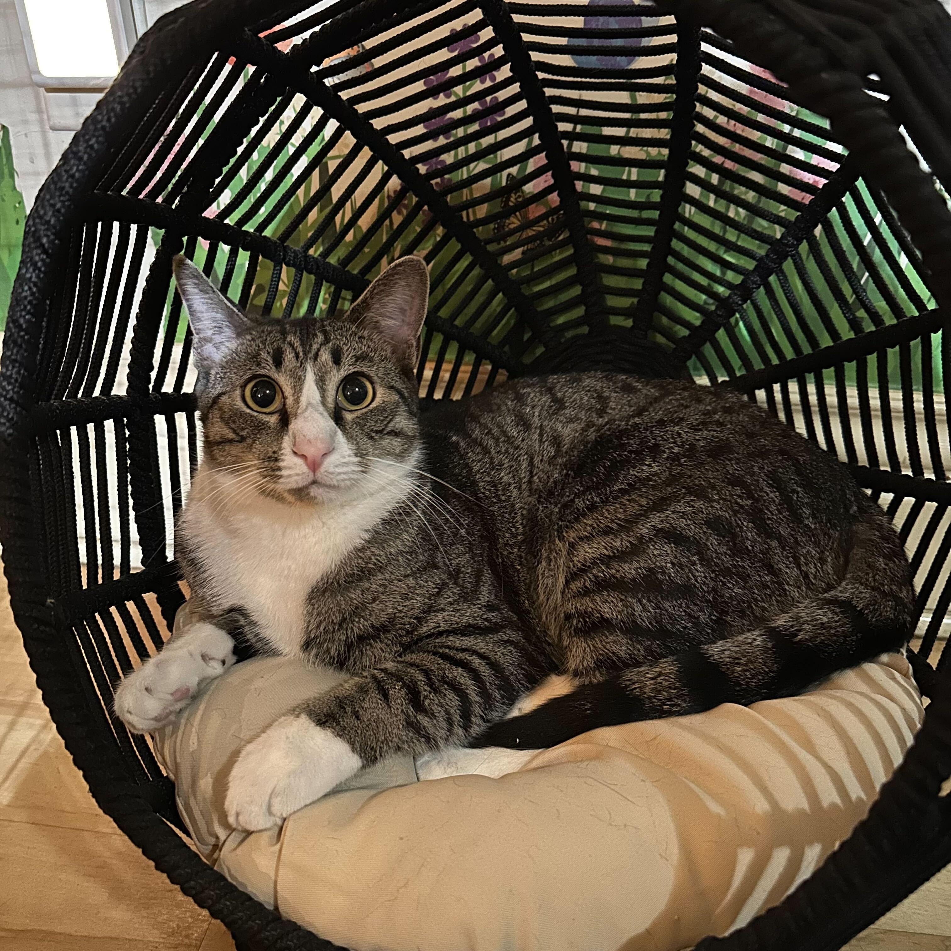 Tigger, Adoptable, Young Male Domestic Short Hair.