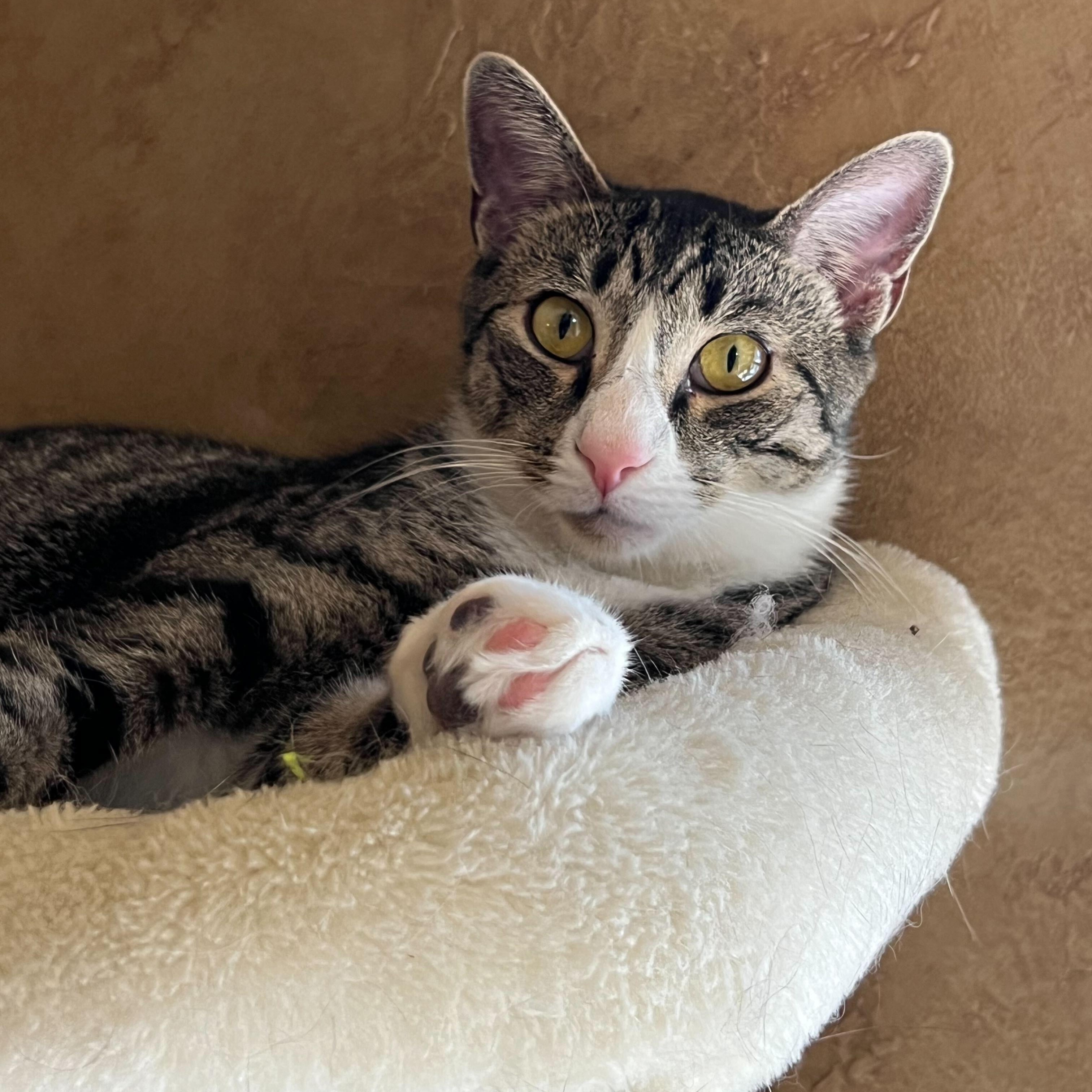 Enlarge Tigger, a Adoptable Domestic Short Hair in East Brunswick, NJ image 6/6