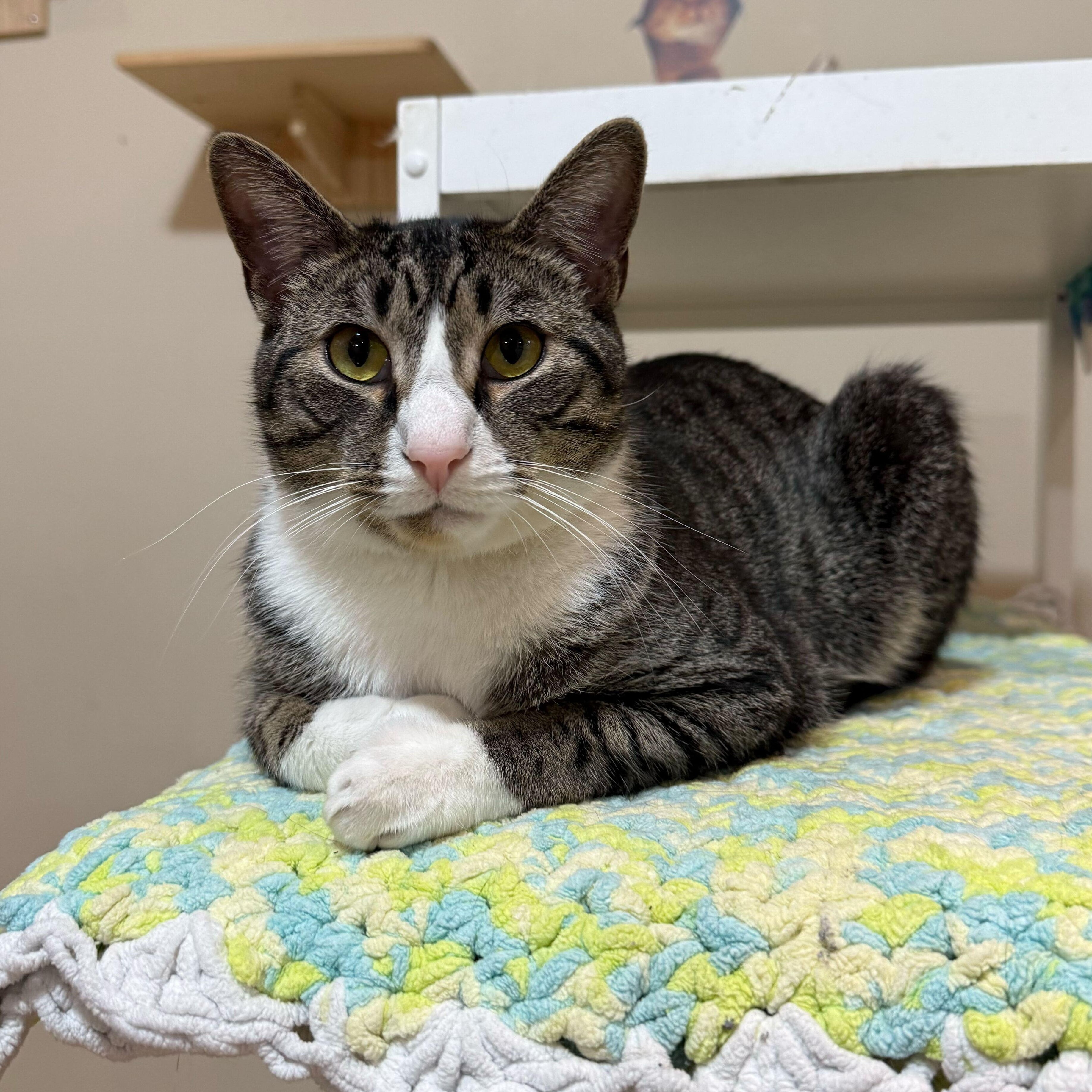 Tigger, Adoptable, Young Male Domestic Short Hair.