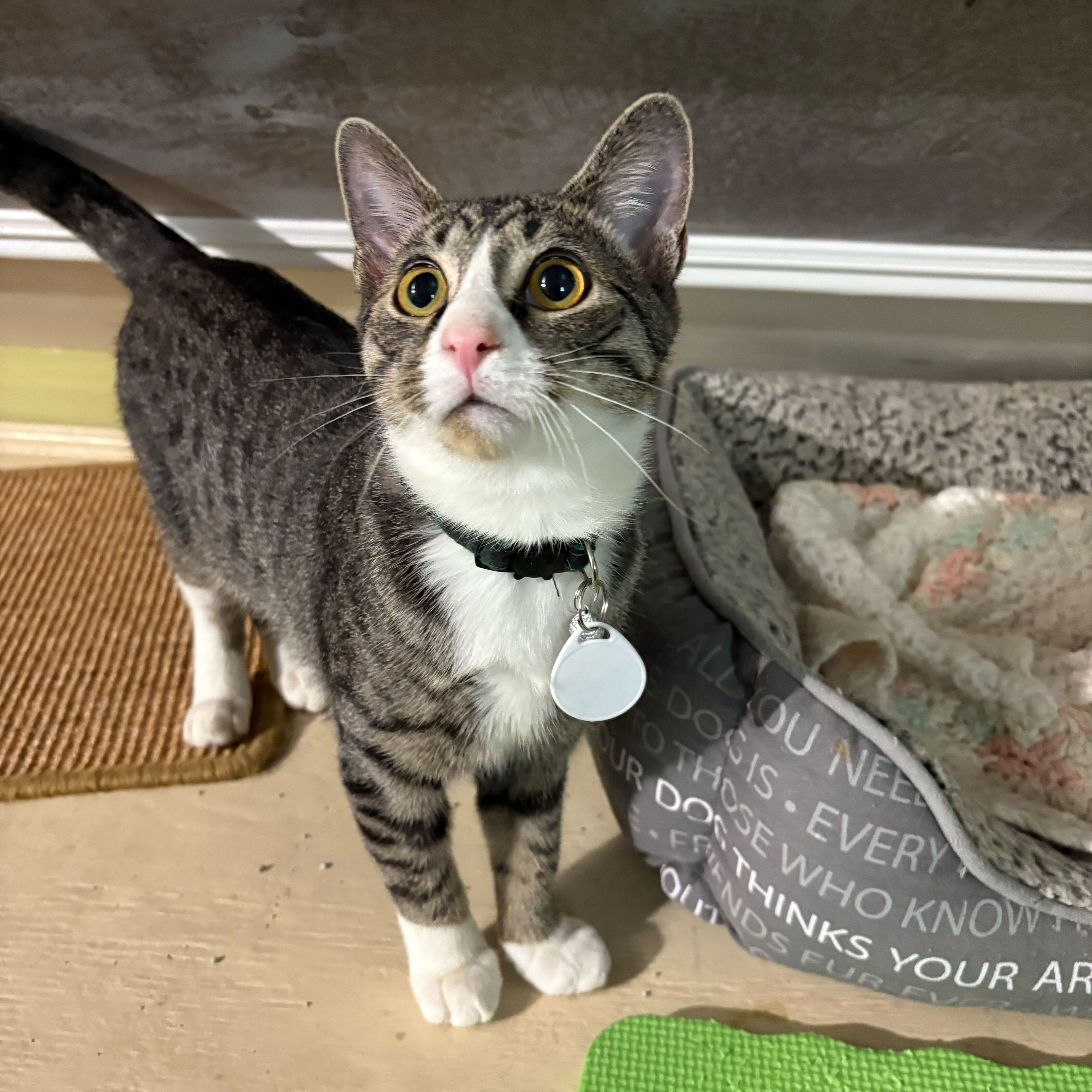 Enlarge Tigger, a Adoptable Domestic Short Hair in East Brunswick, NJ image 4/6