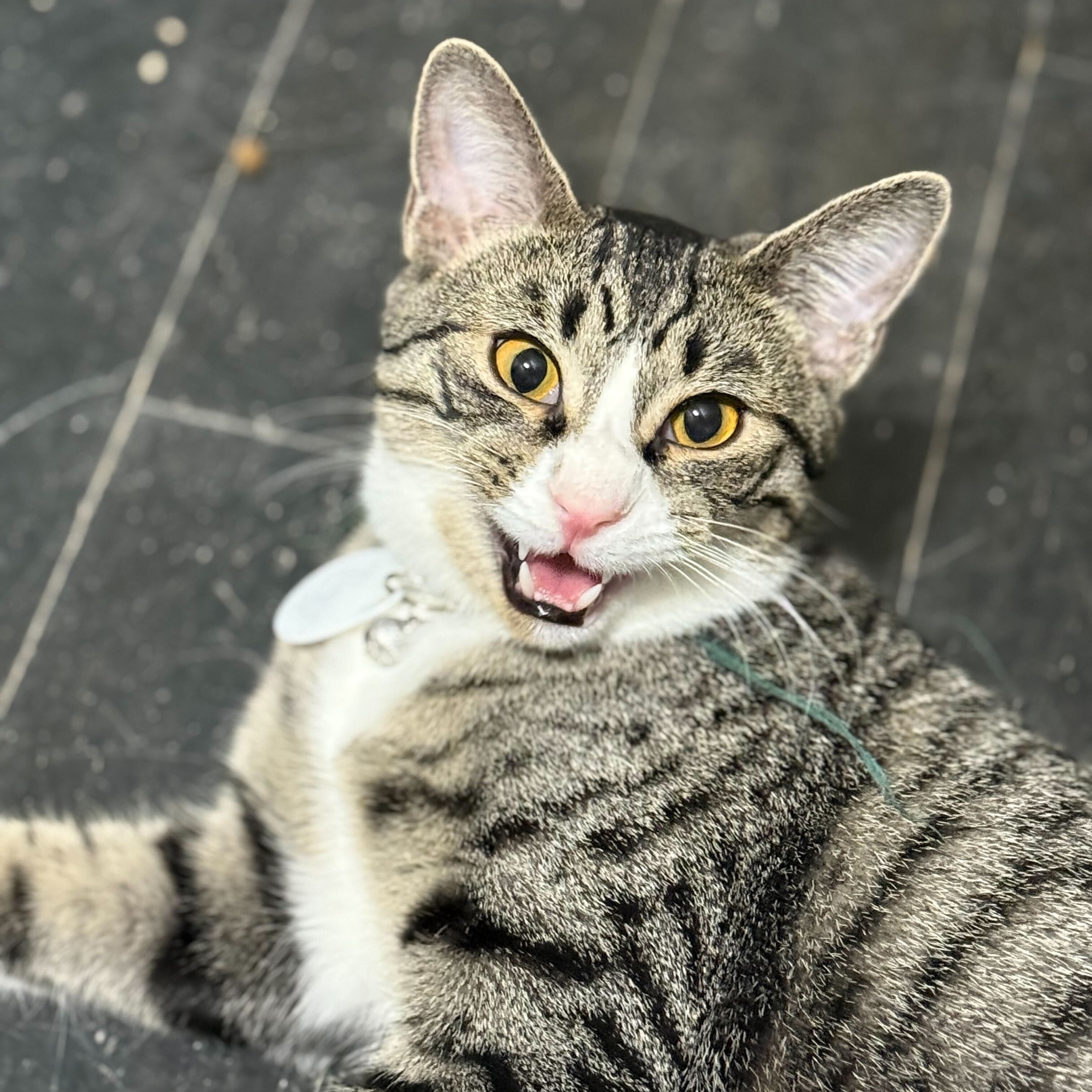 Enlarge Tigger, a Adoptable Domestic Short Hair in East Brunswick, NJ image 2/6