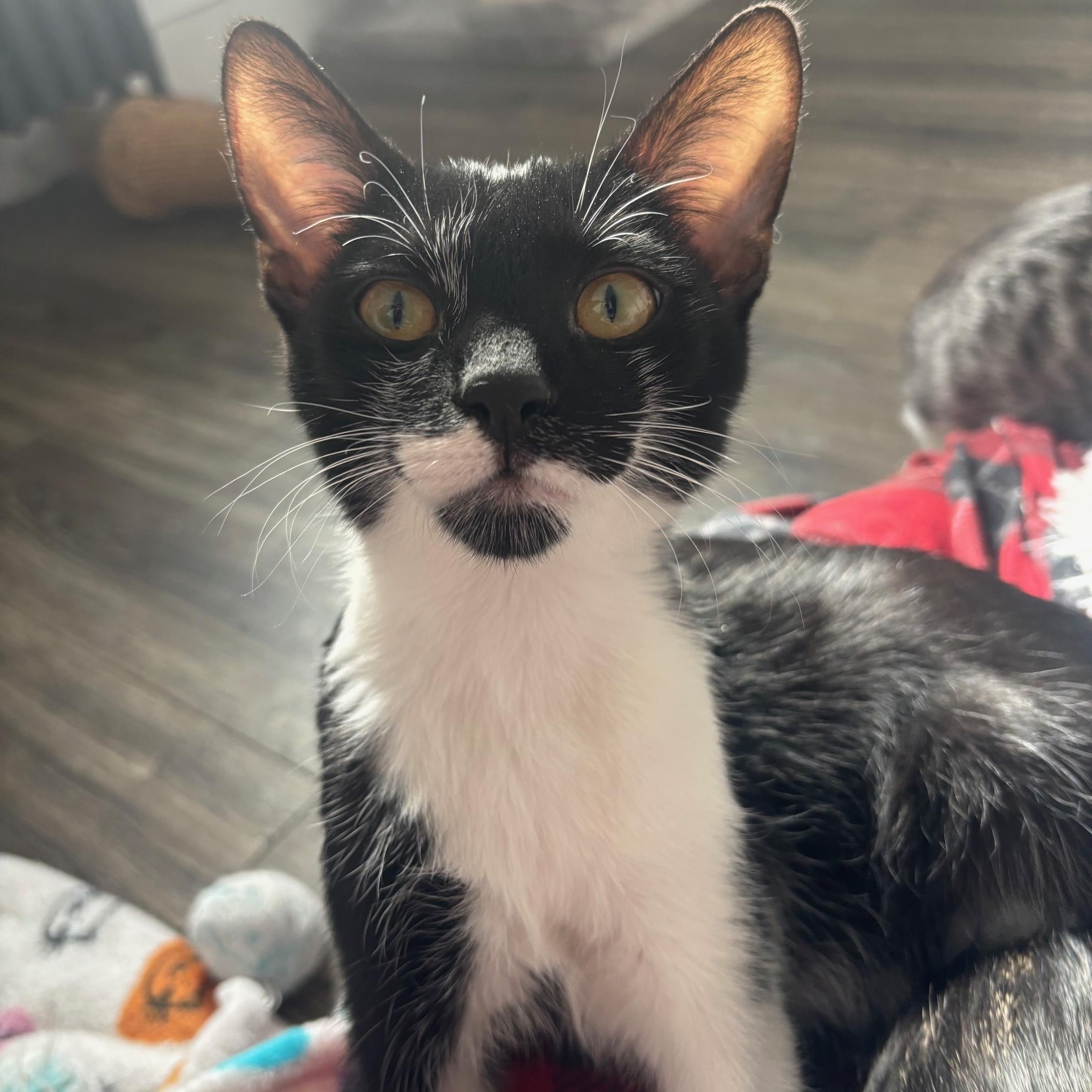 Mark, an adopted Domestic Short Hair in Colonia, NJ image 5/5