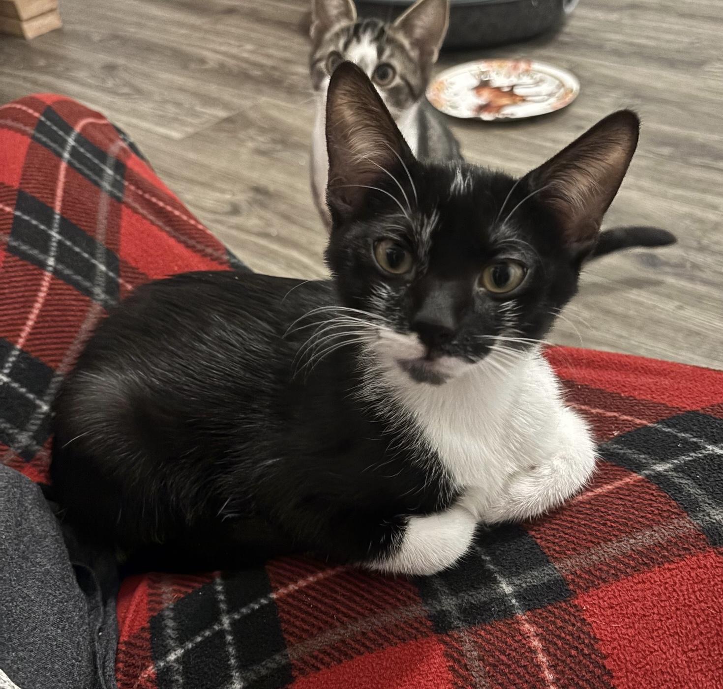 Mark, an adopted Domestic Short Hair in Colonia, NJ image 2/5
