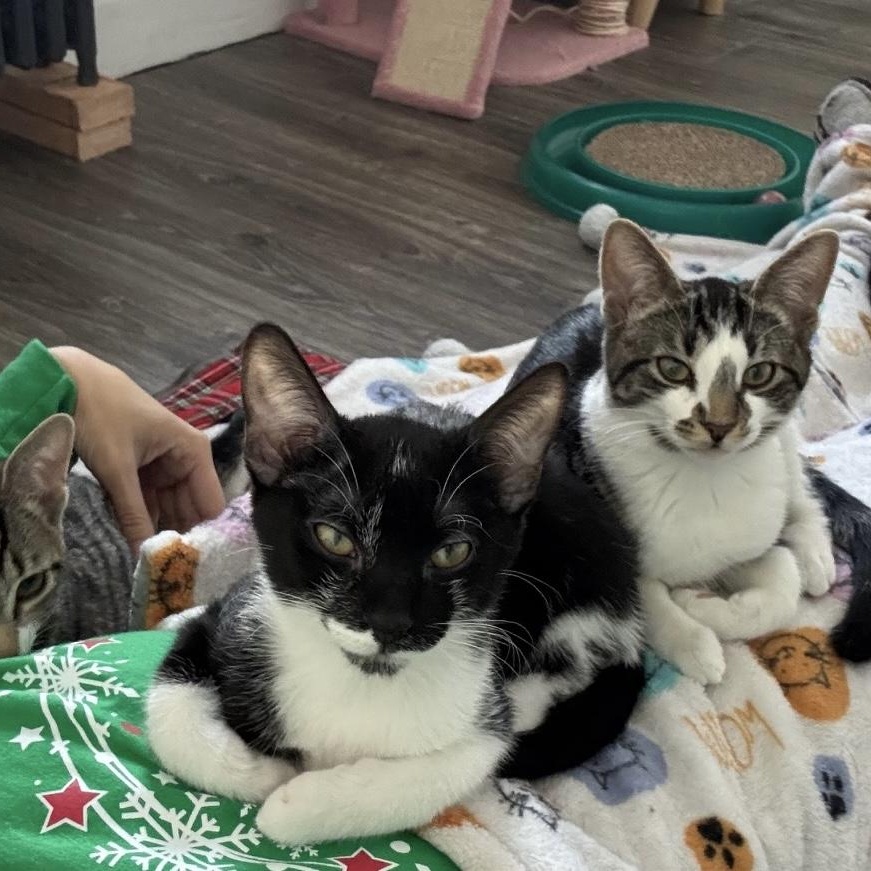 Mark, an adopted Domestic Short Hair in Colonia, NJ image 3/5