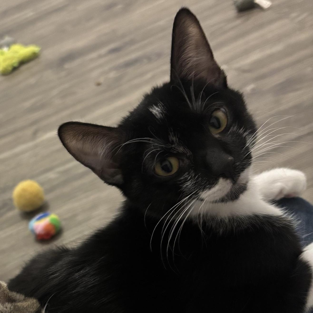 Mark, an adopted Domestic Short Hair in Colonia, NJ image 4/5