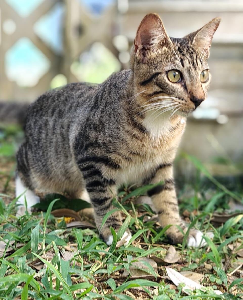 Enlarge Thor, a ADOPTABLE Domestic Short Hair in Franklin, MA image 4/6