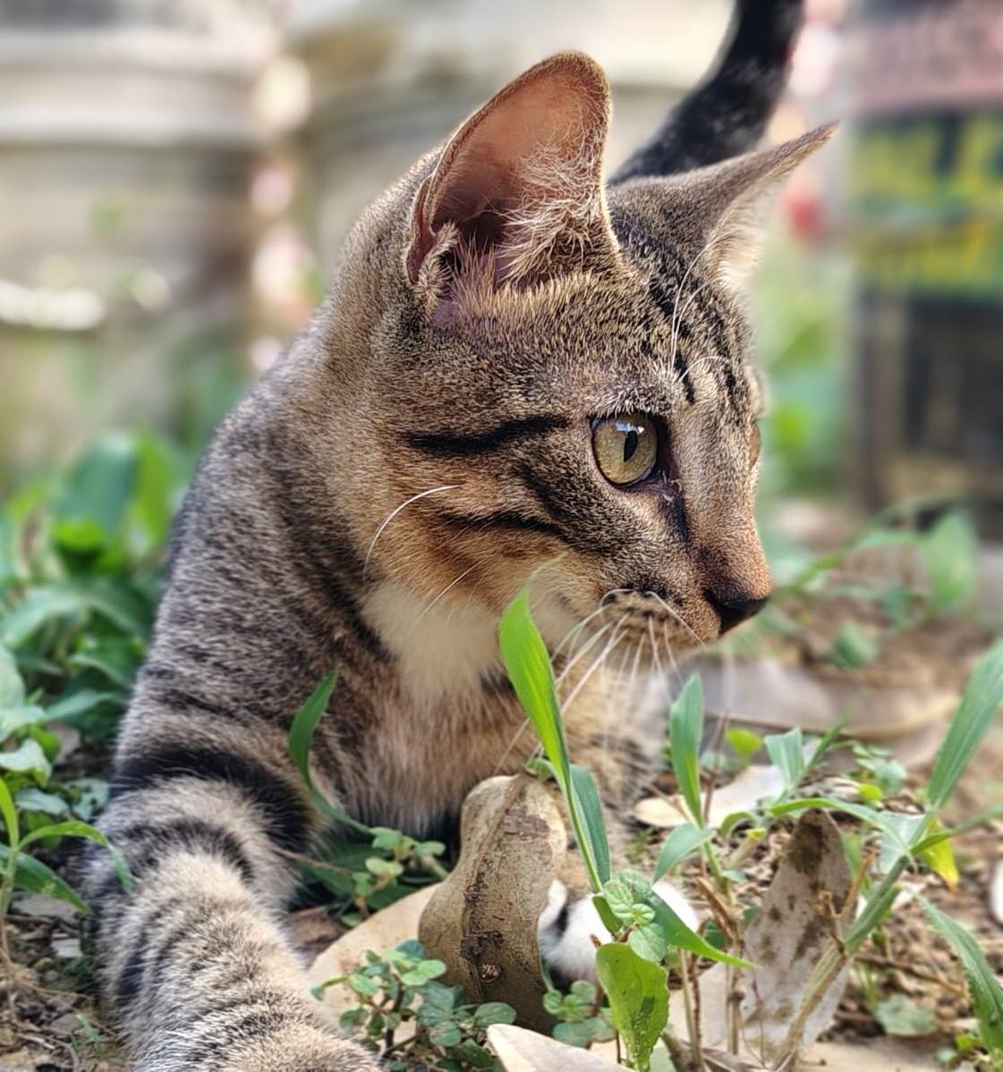 Enlarge Thor, a ADOPTABLE Domestic Short Hair in Franklin, MA image 6/6