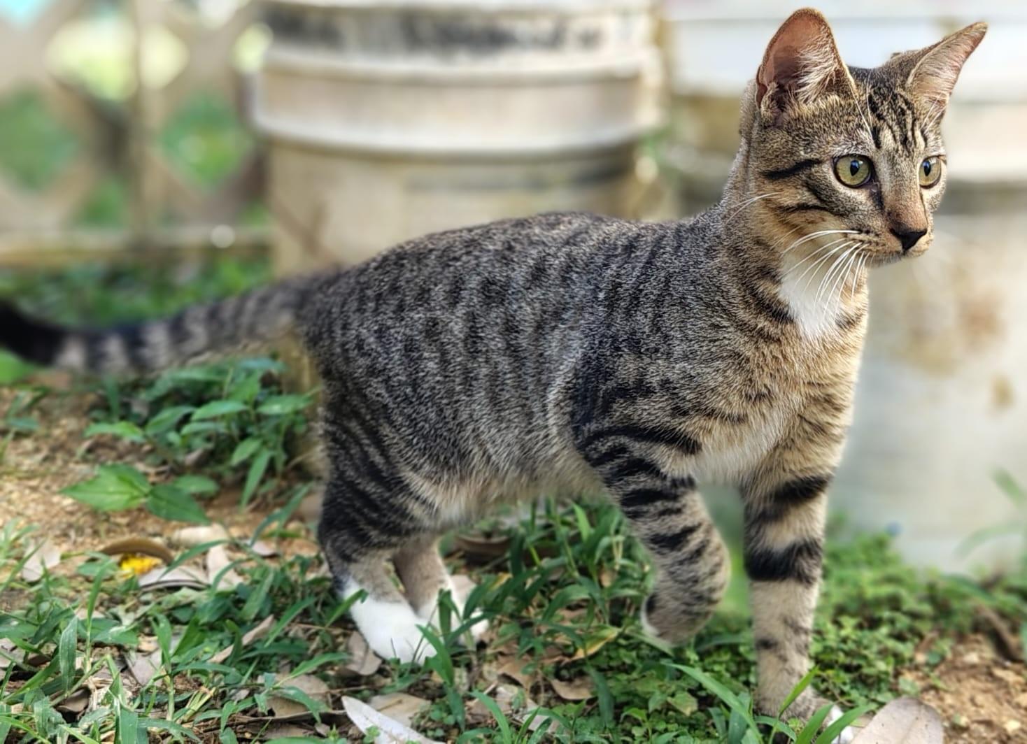 Enlarge Thor, a ADOPTABLE Domestic Short Hair in Franklin, MA image 5/6