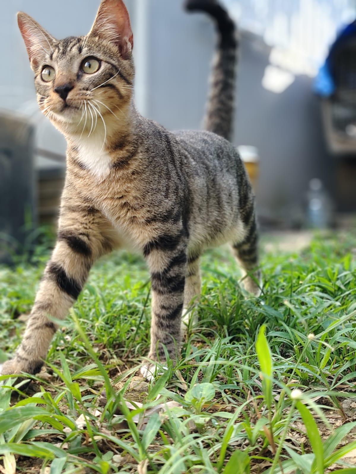 Enlarge Thor, a ADOPTABLE Domestic Short Hair in Franklin, MA image 1/6