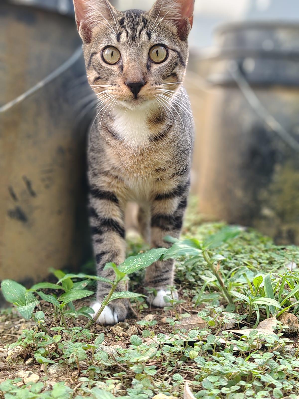Enlarge Thor, a ADOPTABLE Domestic Short Hair in Franklin, MA image 2/6