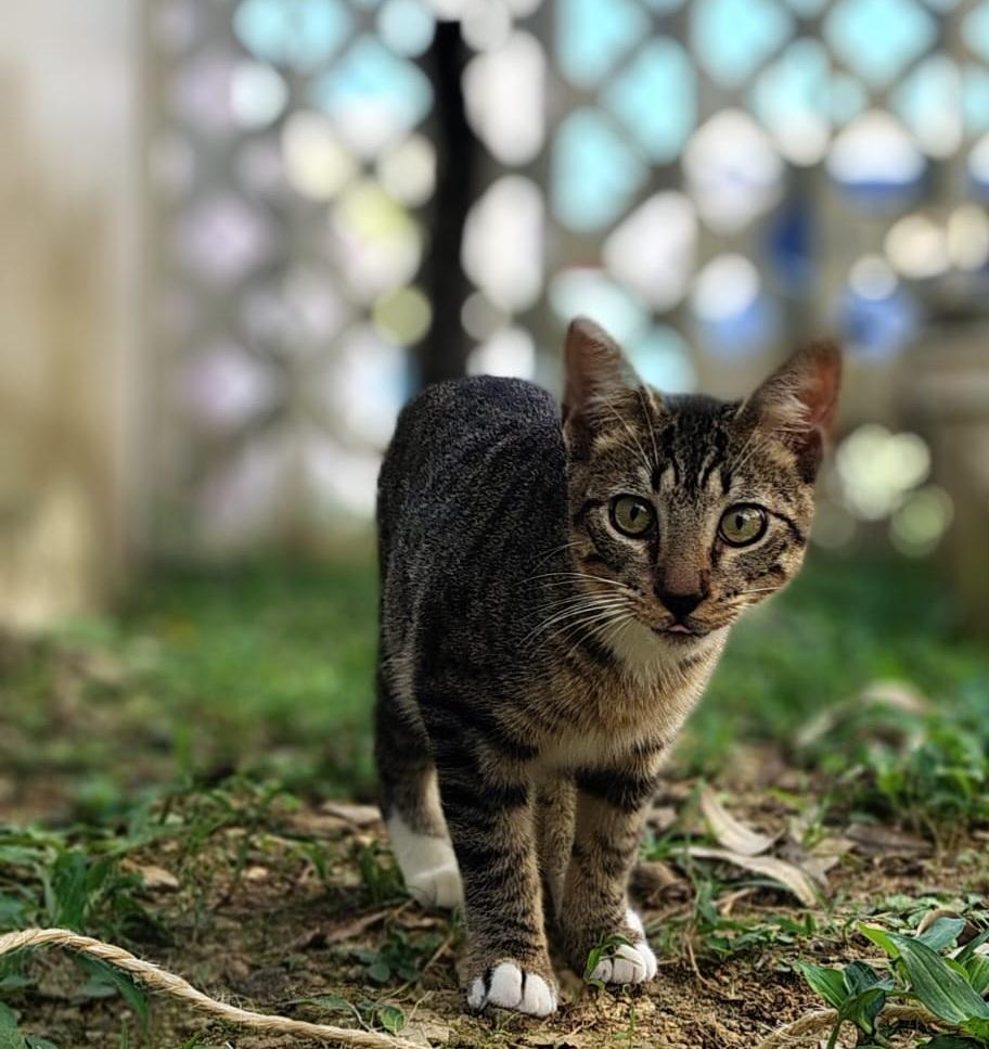Enlarge Thor, a ADOPTABLE Domestic Short Hair in Franklin, MA image 3/6