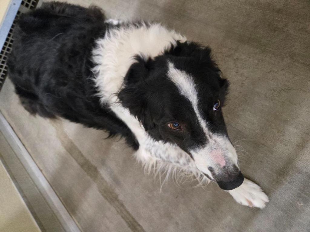 Boo, Adoptable, Adult Male Border Collie.
