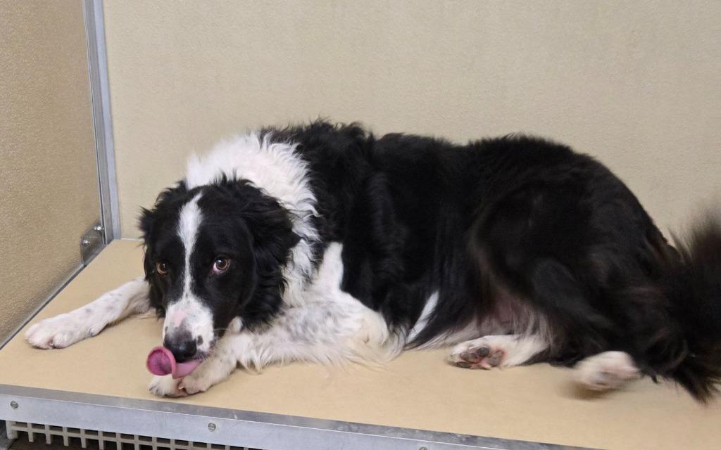 Boo, a Adoptable Border Collie in Junction, TX image 2/4