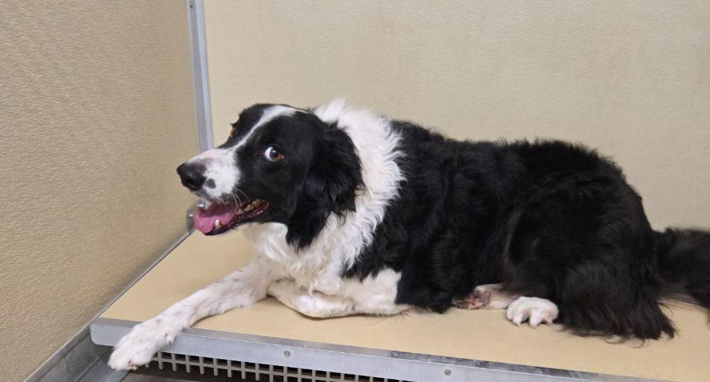 Boo, a Adoptable Border Collie in Junction, TX image 3/4