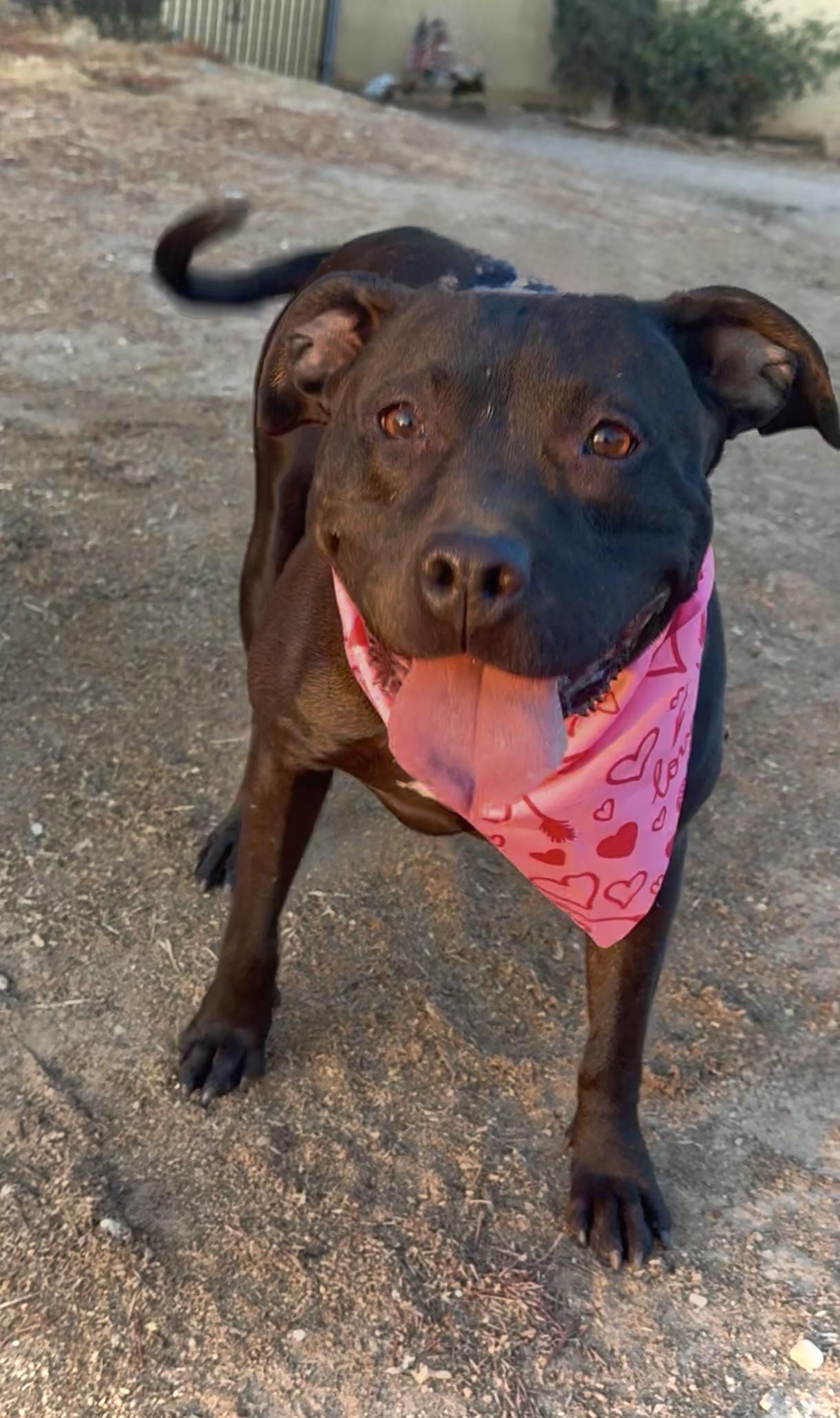 LUMI ??sweet Labrador Staffordshire mix