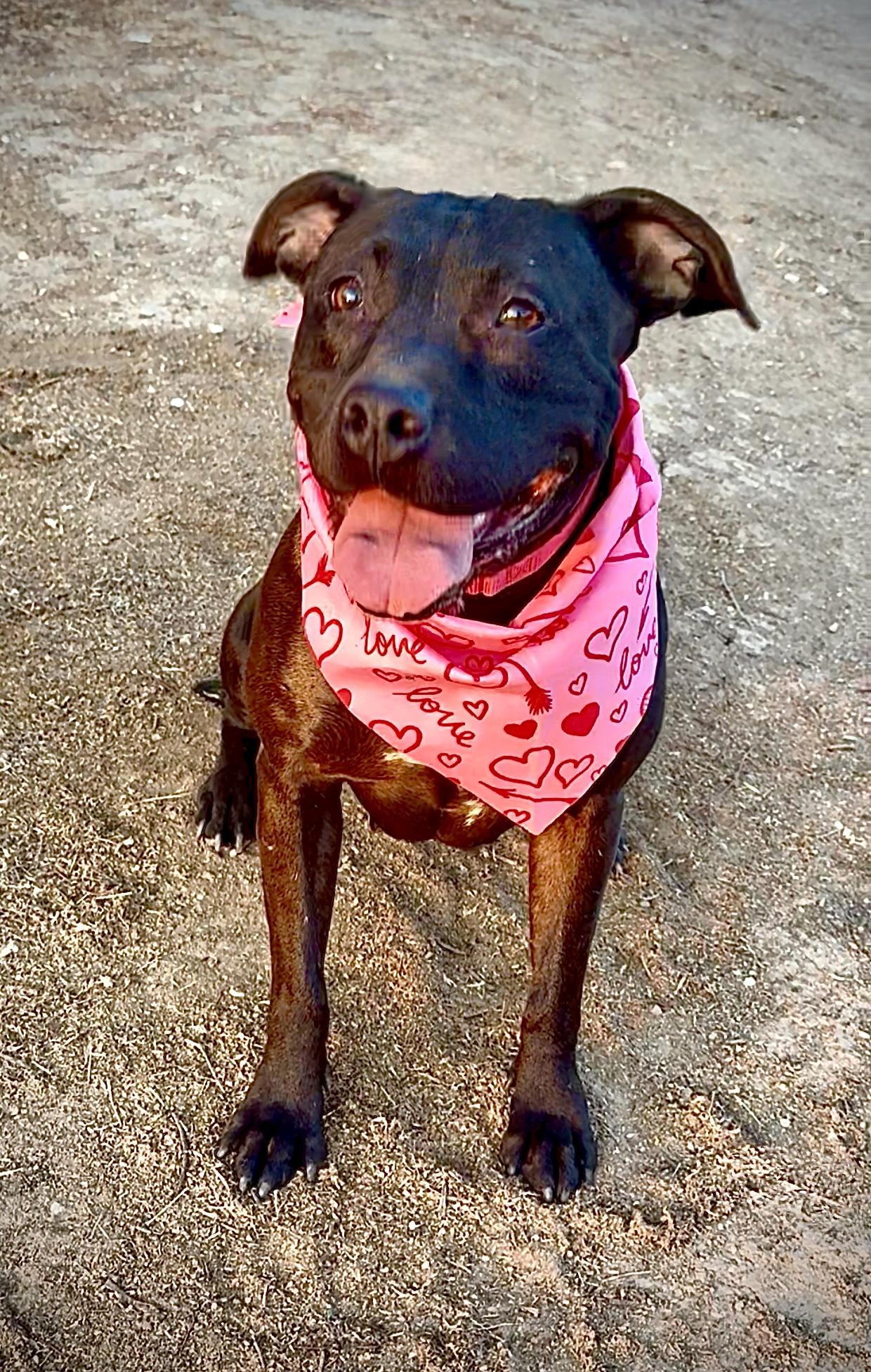 LUMI ??sweet Labrador Staffordshire mix