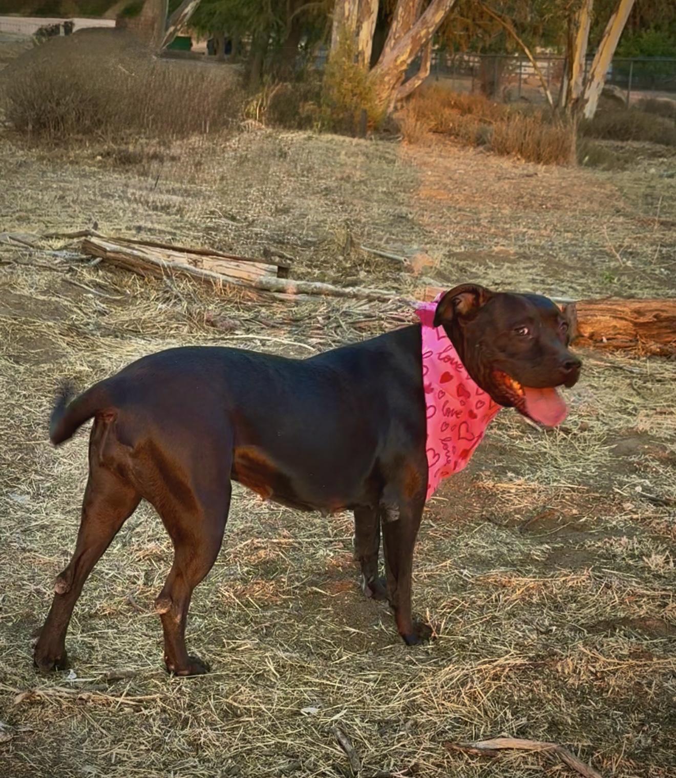 LUMI ??sweet Labrador Staffordshire mix