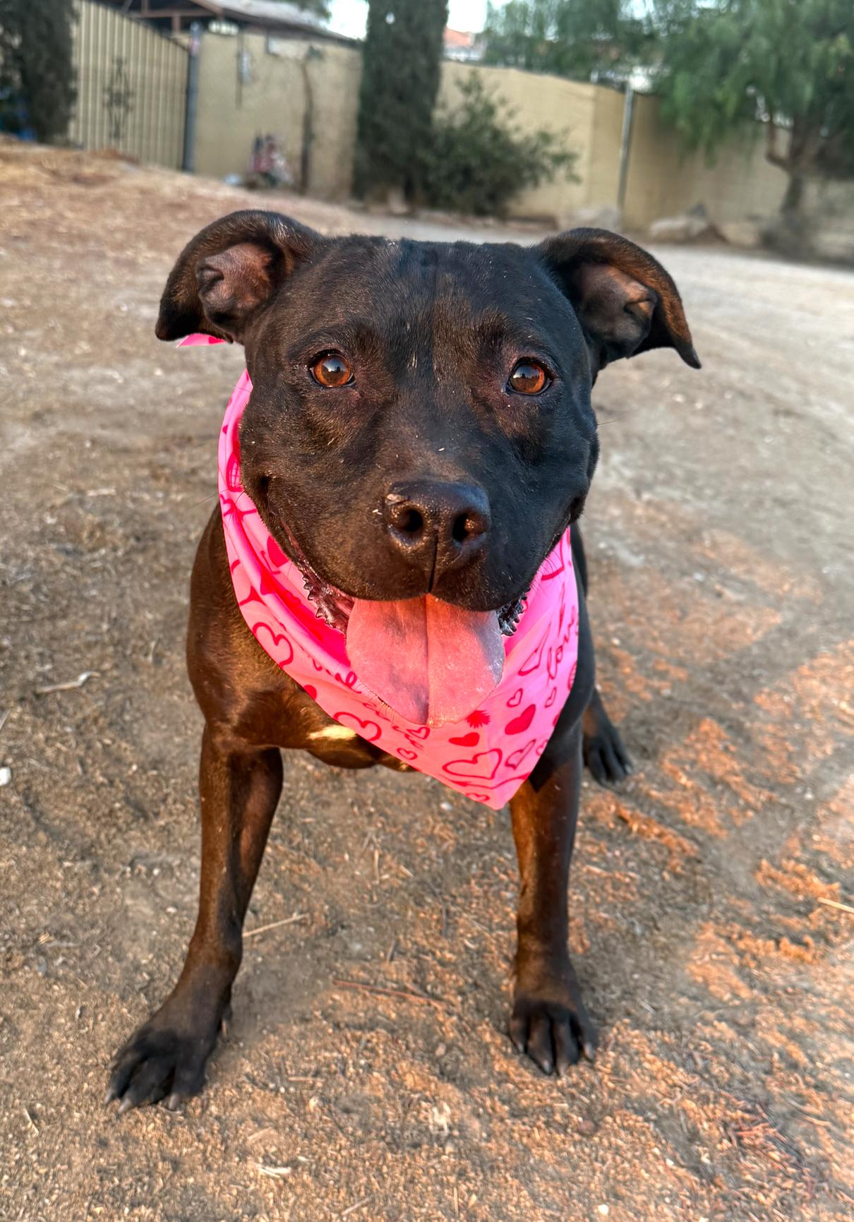 LUMI ??sweet Labrador Staffordshire mix