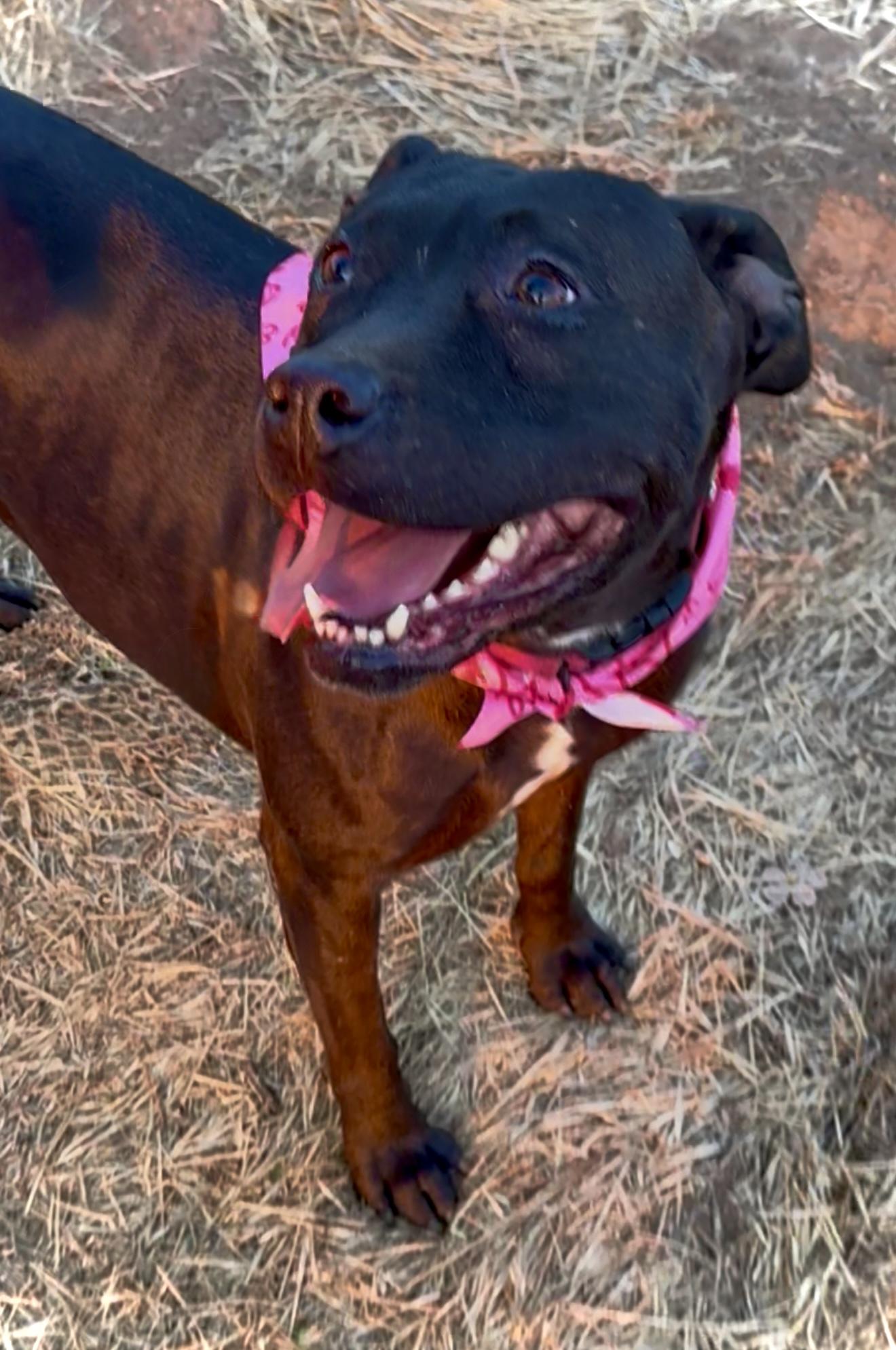 LUMI ??sweet Labrador Staffordshire mix