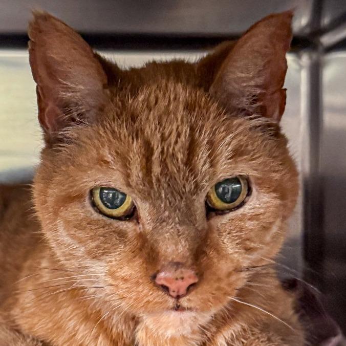 Enlarge Little Kitty, a Adoptable Domestic Short Hair in Kennebunk, ME image 1/2