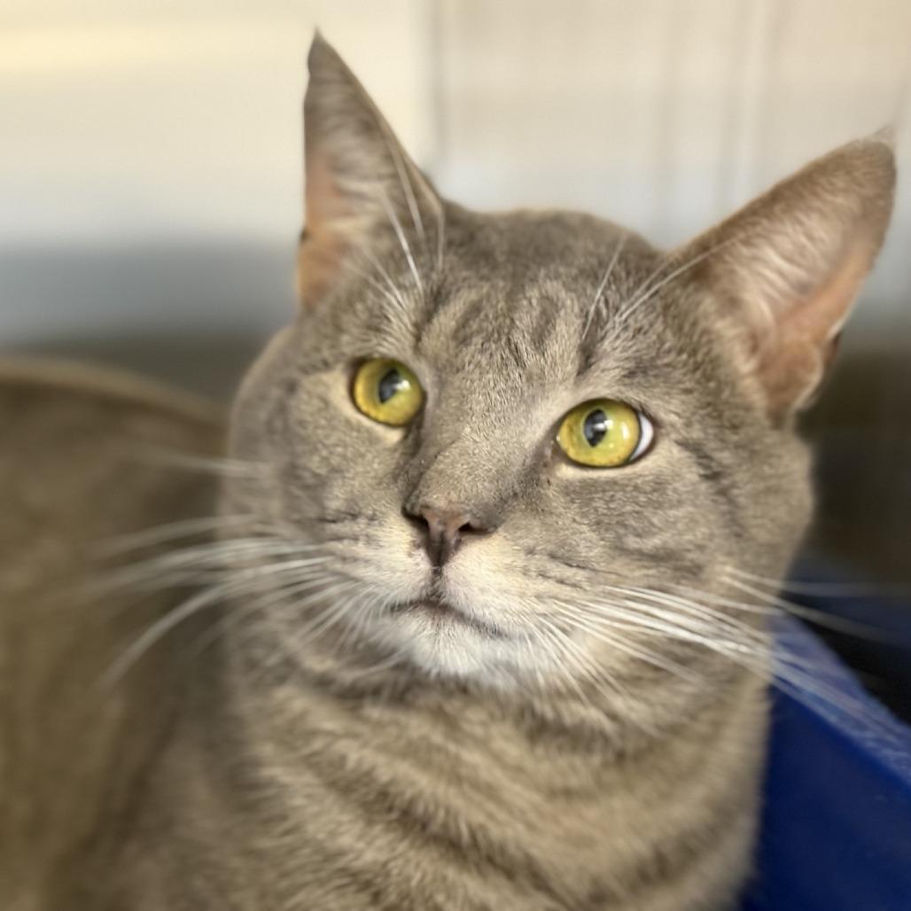 Ted, Adoptable, Adult Male Domestic Short Hair.