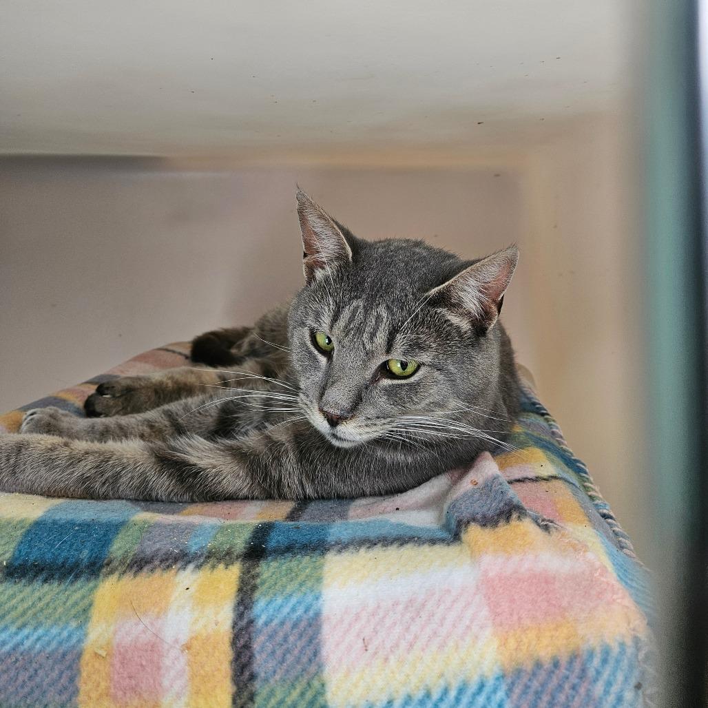 Ted, a Adoptable Domestic Short Hair in Alexandria, VA image 2/2