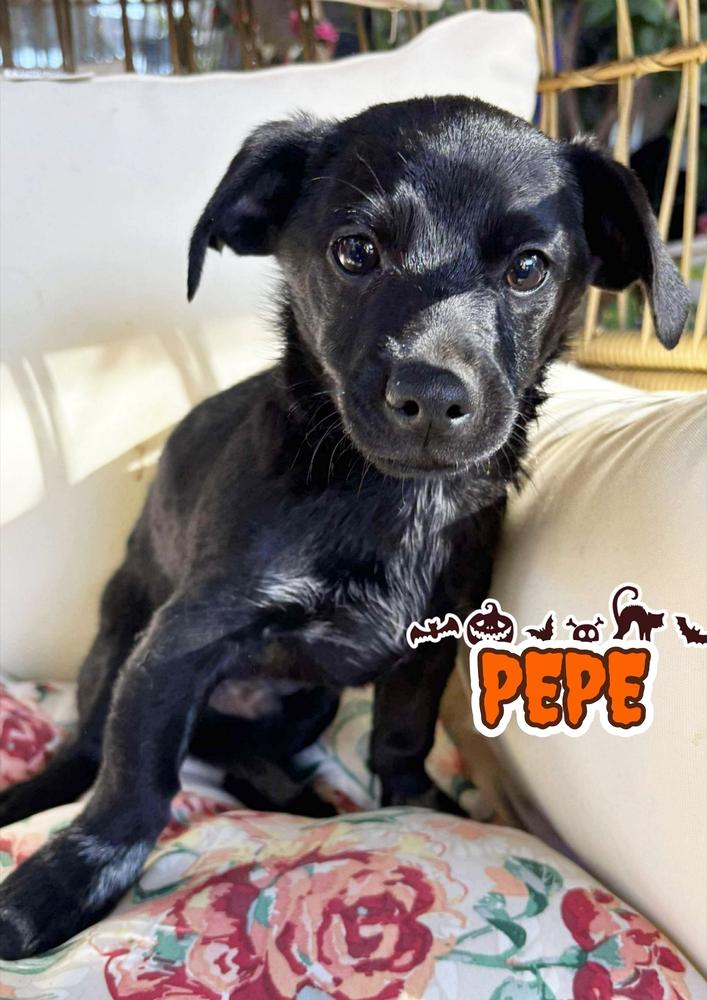 Pepe, Adoptable, Puppy Male Chihuahua & Poodle.