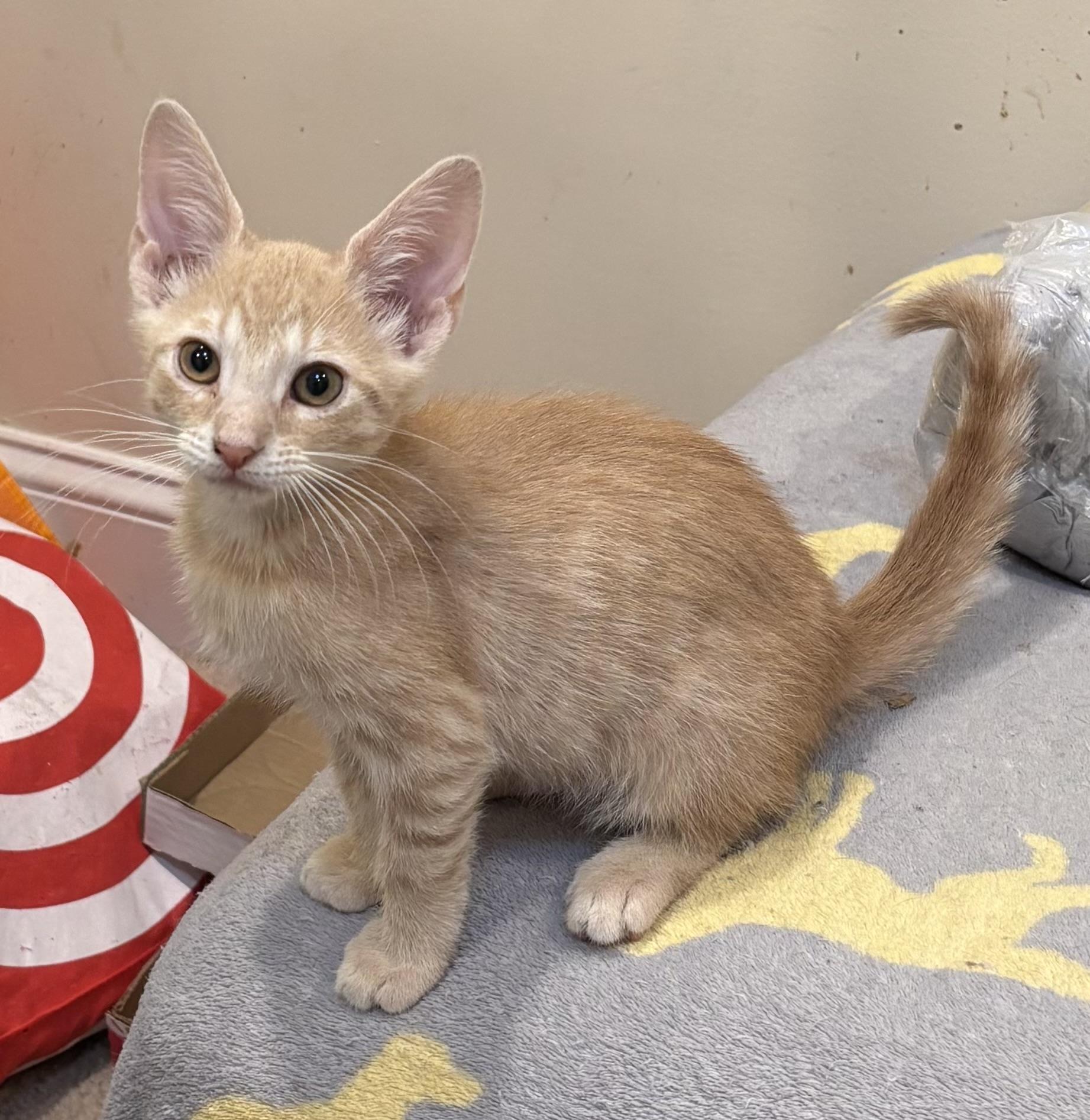 Buff, Adopted, Kitten Male Domestic Short Hair.