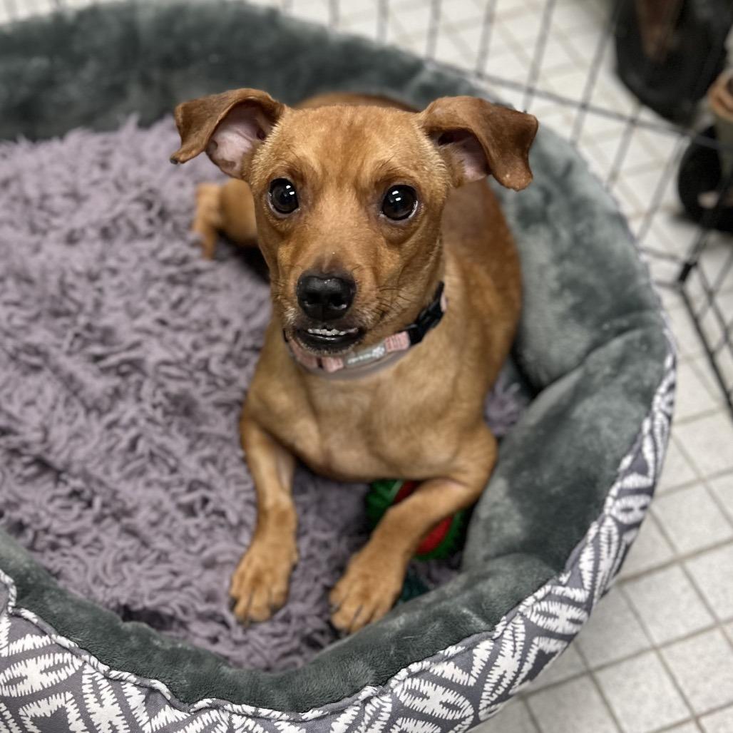 Baby Boy, Adoptable, Adult Male Mixed Breed.