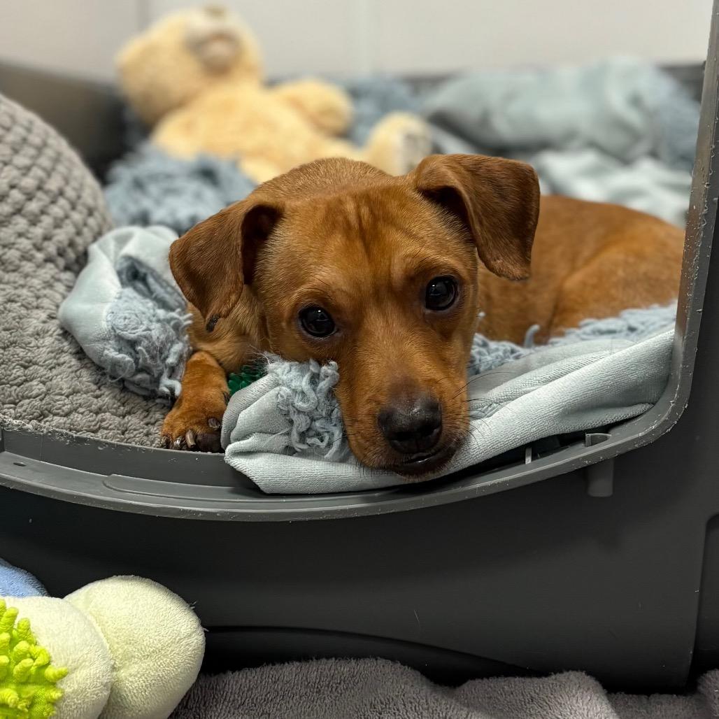 Enlarge Baby Boy, a Adoptable Mixed Breed in New York, NY image 6/6