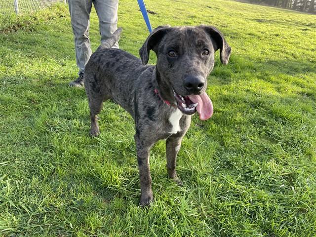 MERLE, Adoptable, Young Male Catahoula Leopard Dog & Mixed Breed.