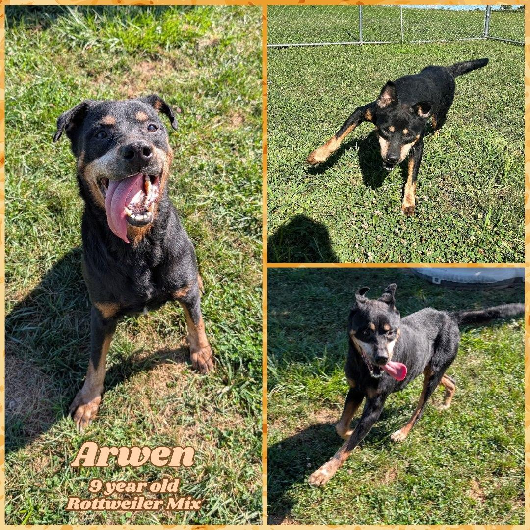 Arwen, Adoptable, Senior Female Rottweiler.
