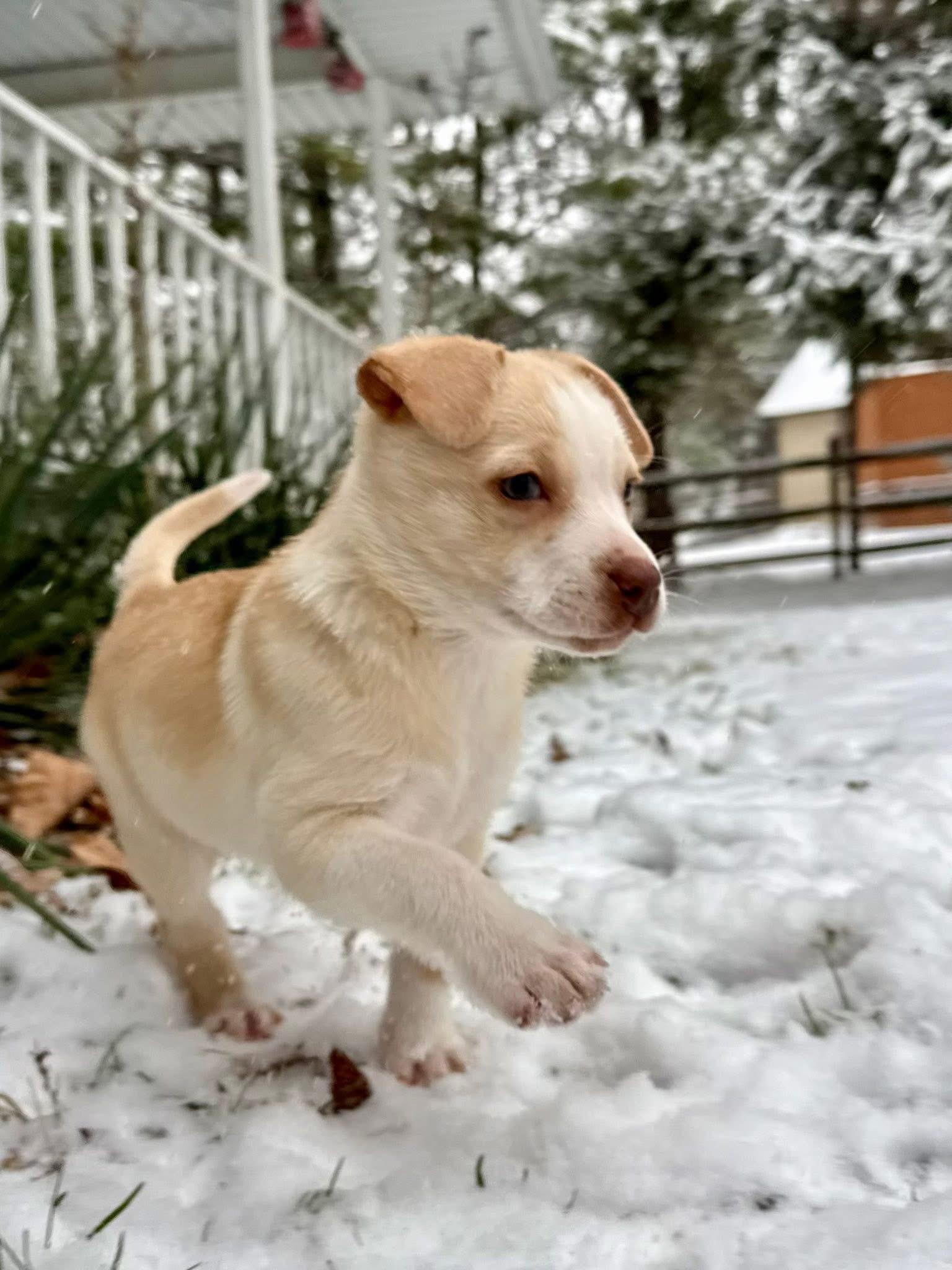 Marshmallow thumbnail 2