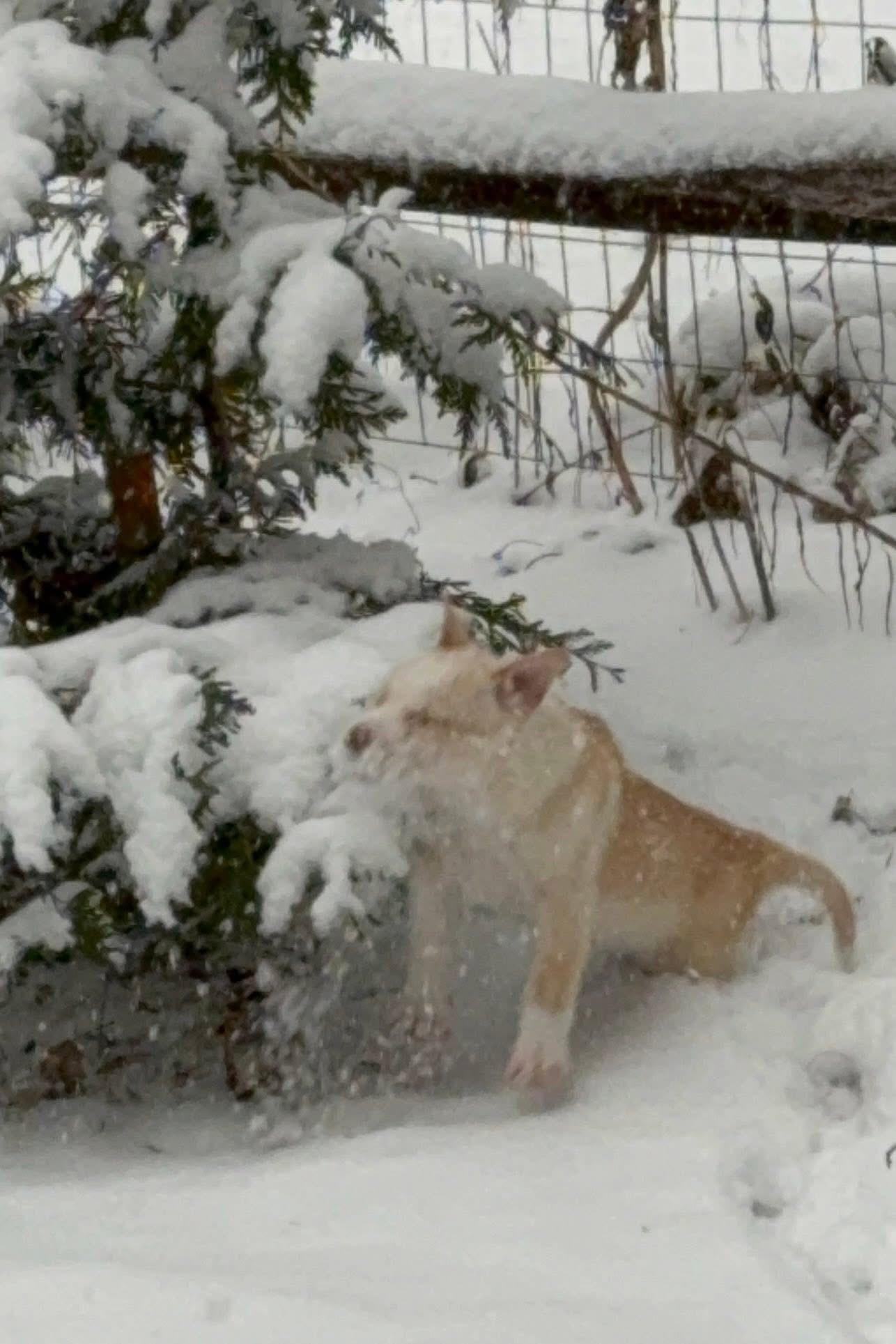 Marshmallow thumbnail 3