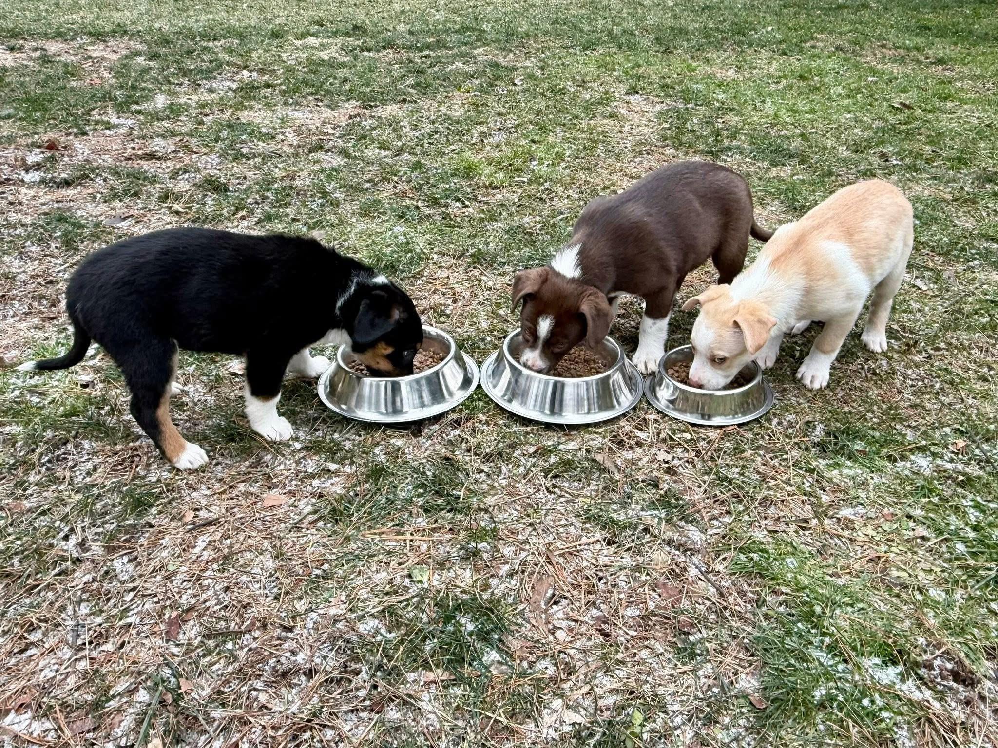 Marshmallow thumbnail 4