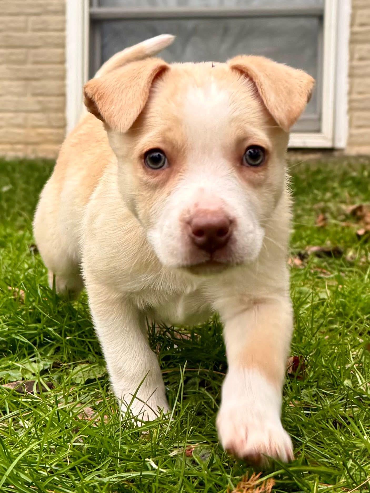 Marshmallow thumbnail 5