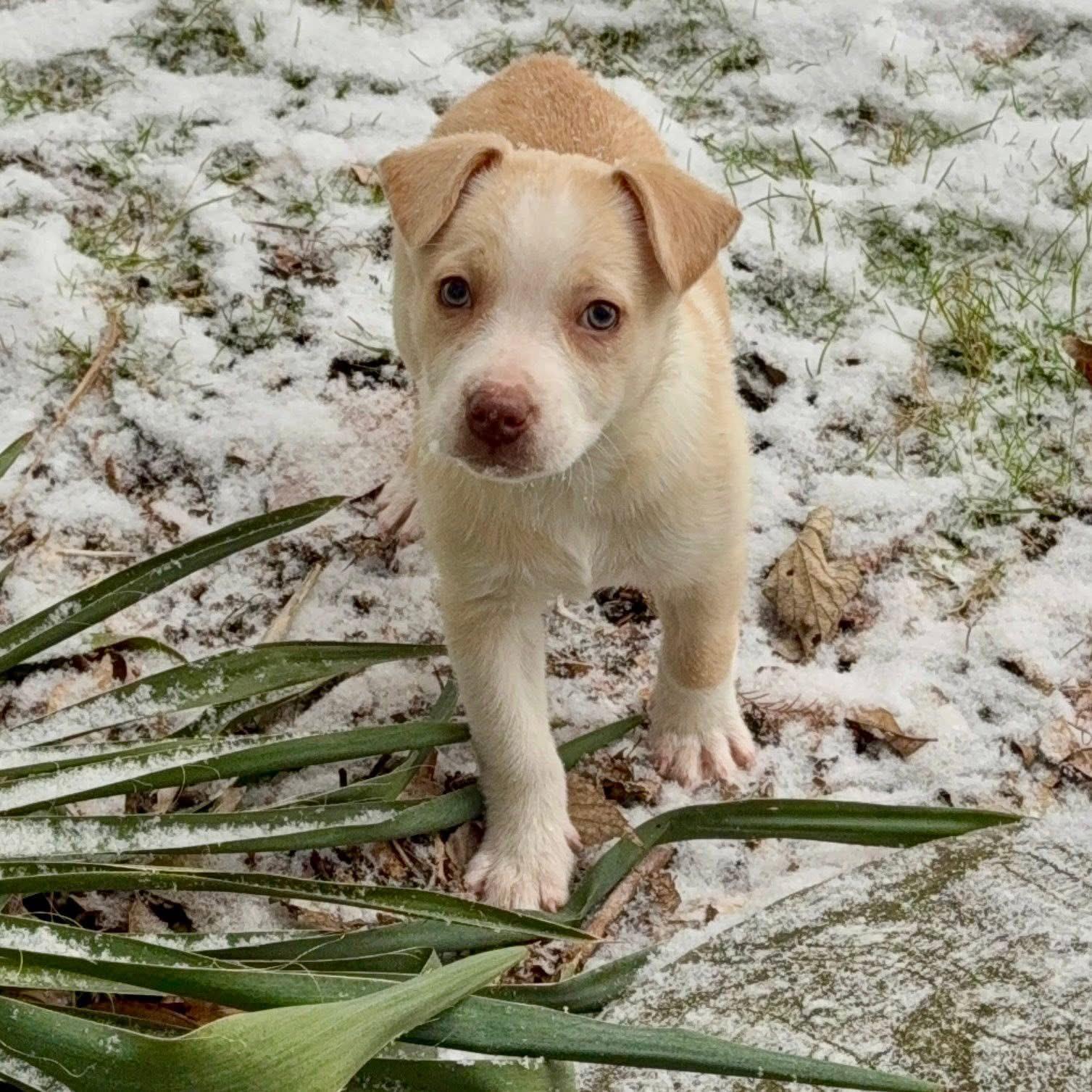 Marshmallow thumbnail 7