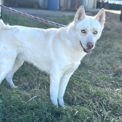 Enlarge 25-01730 ARCHIE, a Adoptable Husky in Fredericksburg, VA image 1/1