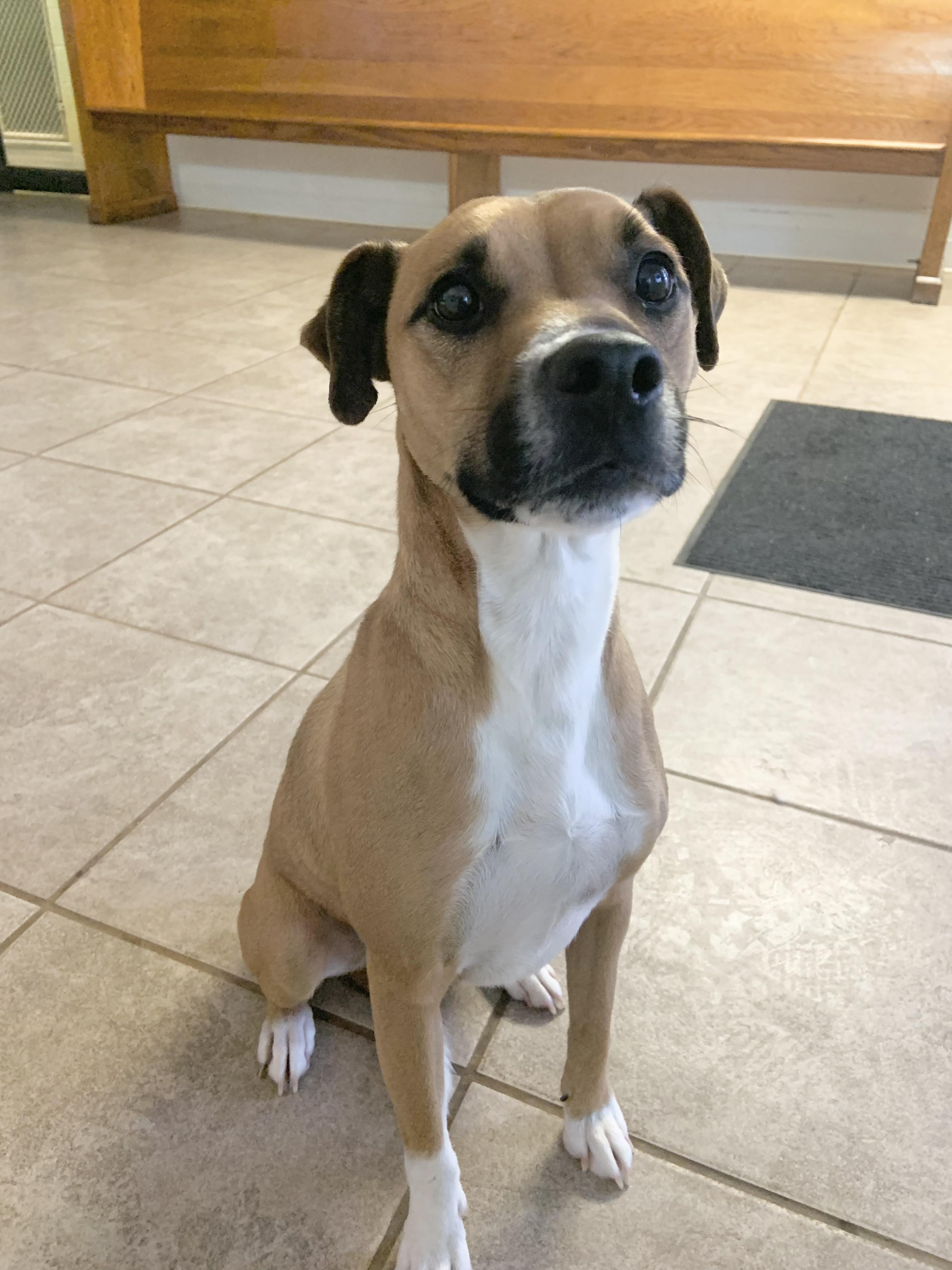 Enlarge Henry, an adopted mixed breed in Massena, NY image 1/1