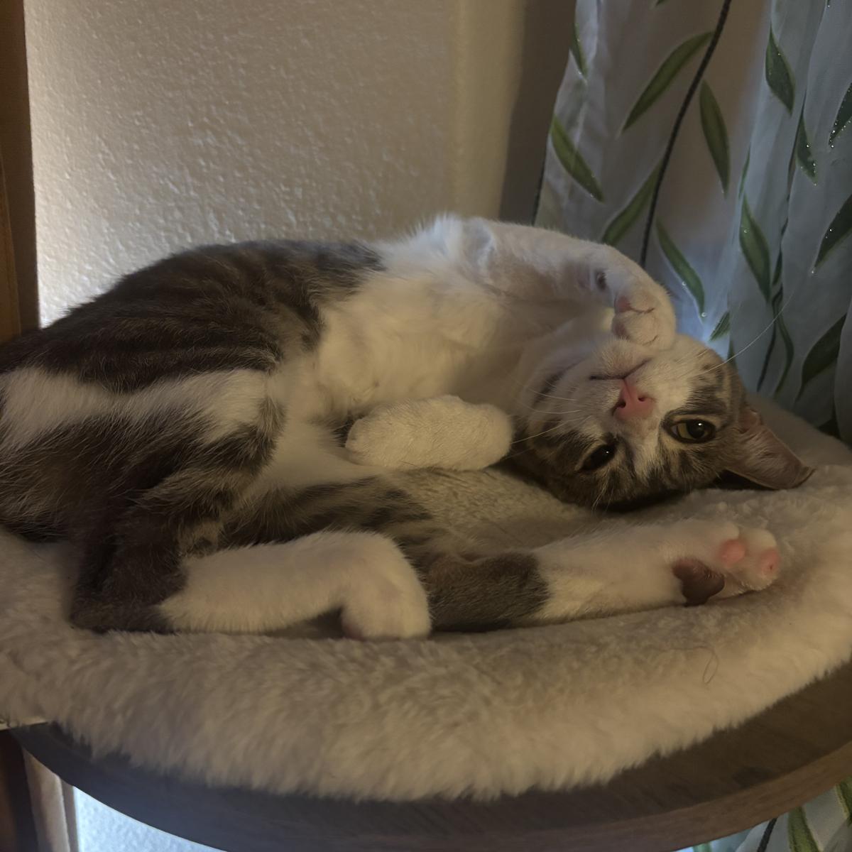 Enlarge Del, a ADOPTABLE Domestic Medium Hair in Bellevue, WA image 2/2