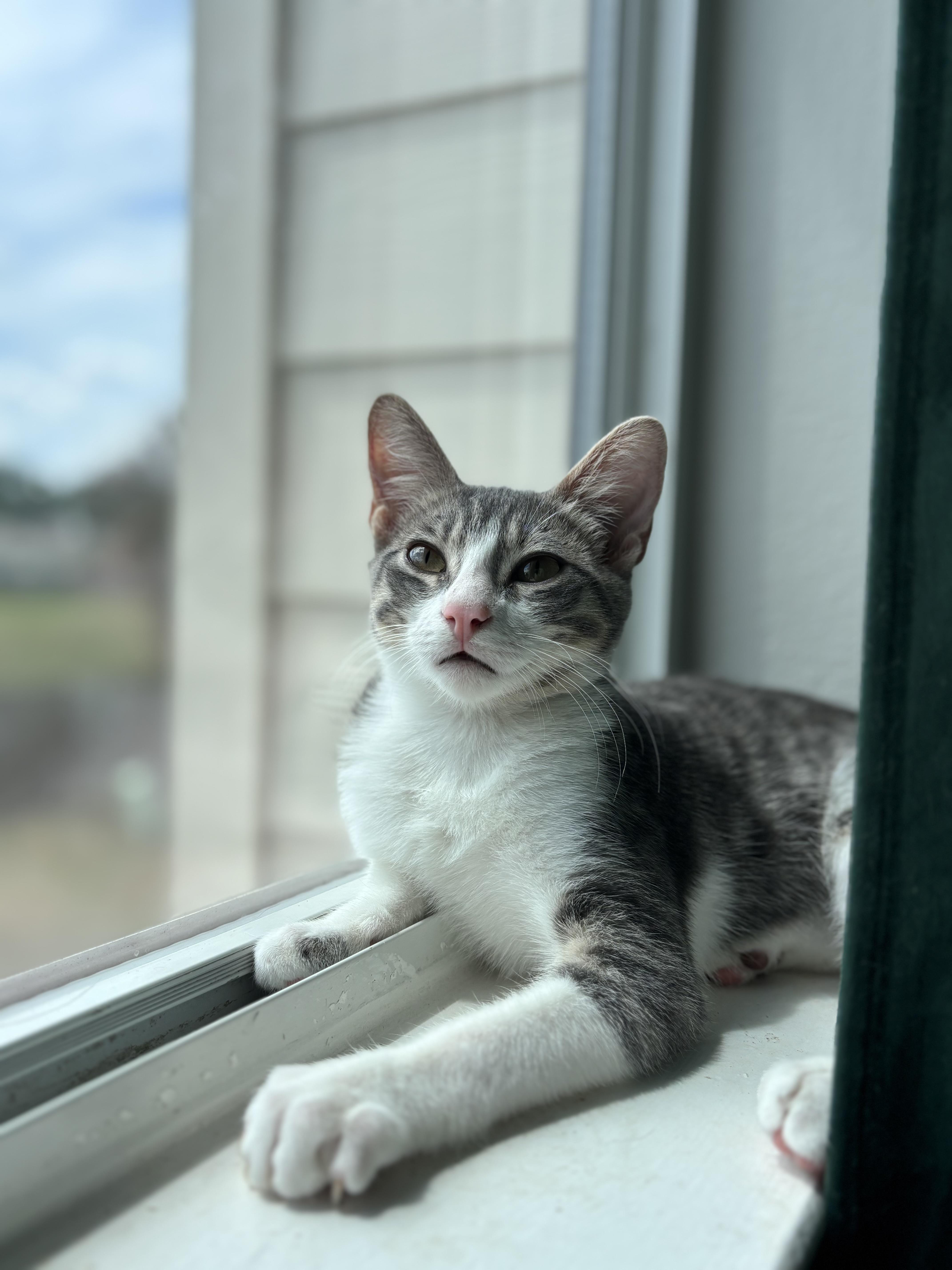 Enlarge Del, a ADOPTABLE Domestic Medium Hair in Bellevue, WA image 1/2