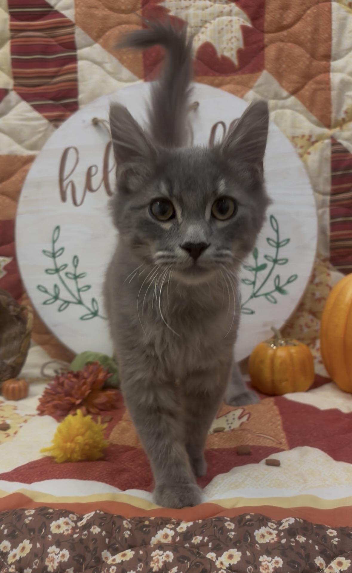 Tad, a Adopted mixed breed in Payson, AZ image 1/2