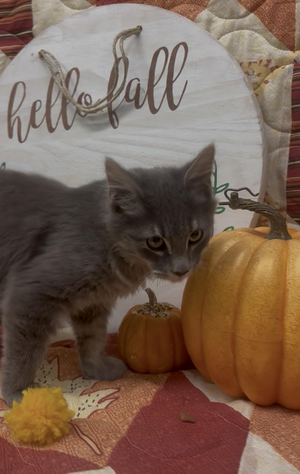 Tad, a Adopted mixed breed in Payson, AZ image 2/2