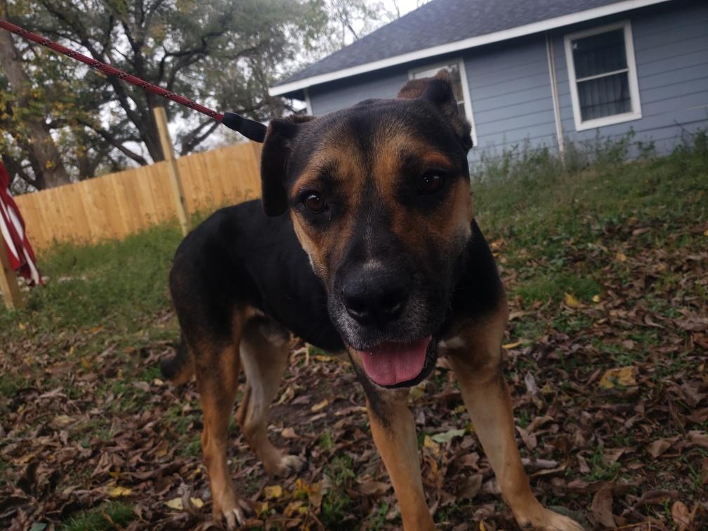 Enlarge Trucker, a Adoptable mixed breed in Houston, TX image 2/5