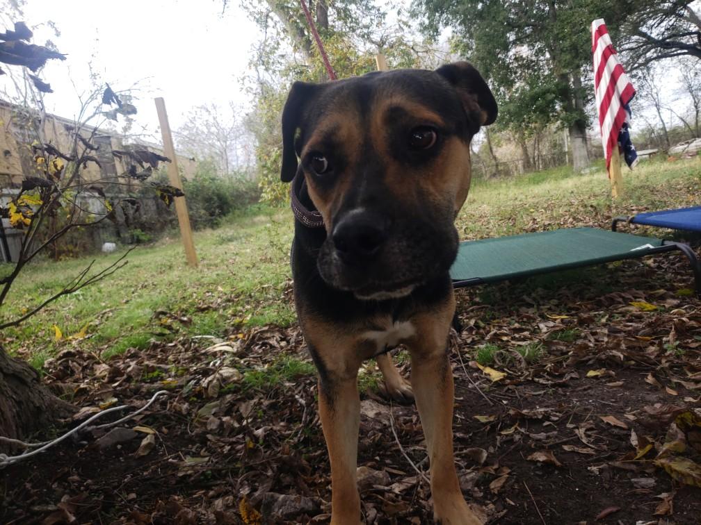 Enlarge Trucker, a Adoptable mixed breed in Houston, TX image 4/5