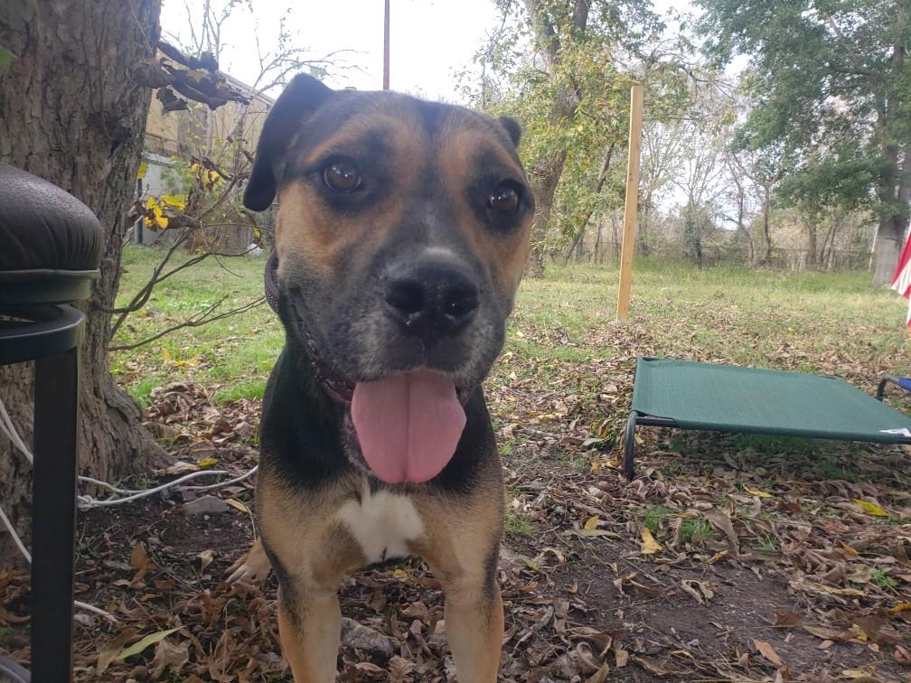 Trucker, Adoptable, Adult Male Rottweiler & Labrador Retriever.