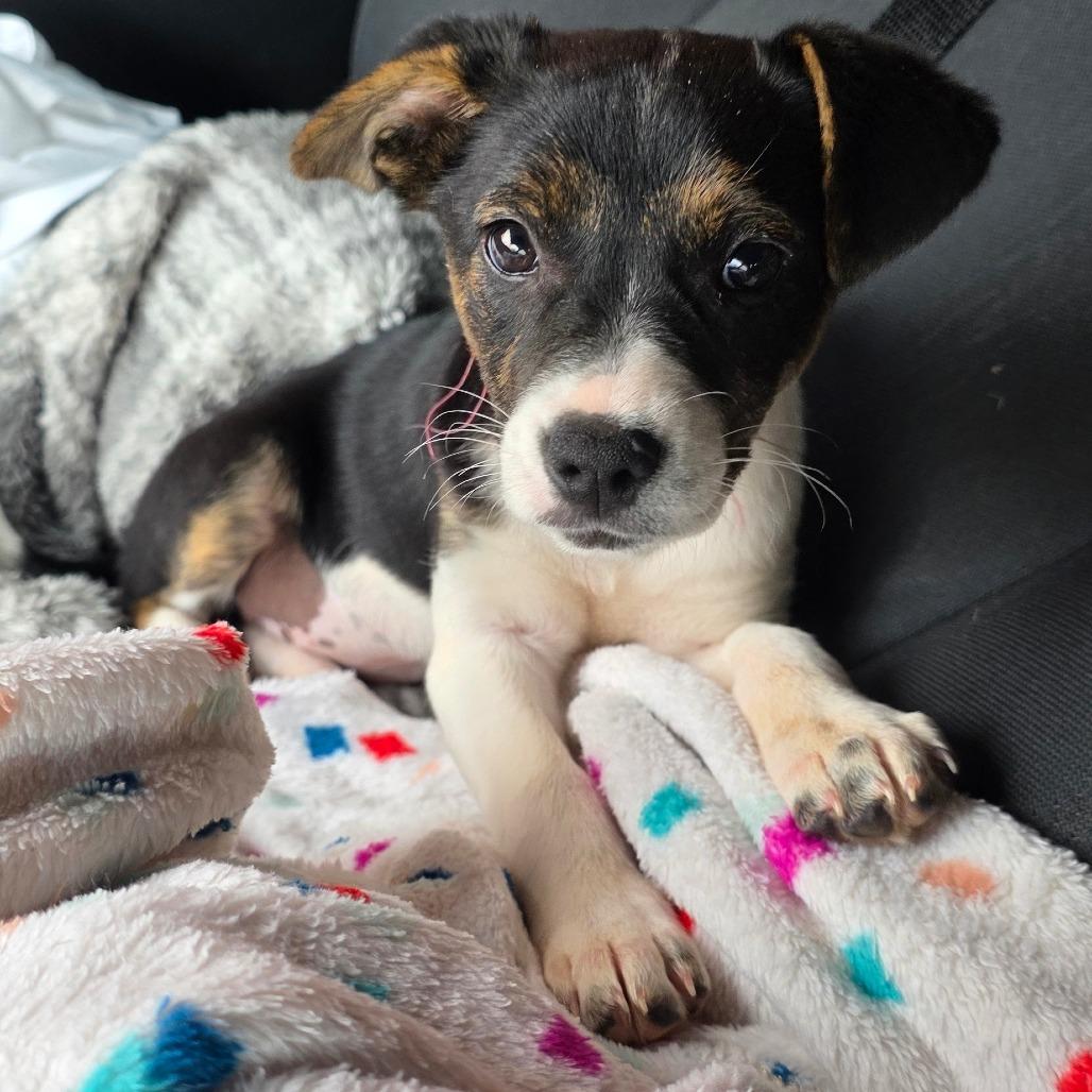 g 1 / Clara, Adoptable, Puppy Female Airedale Terrier & Norfolk Terrier.