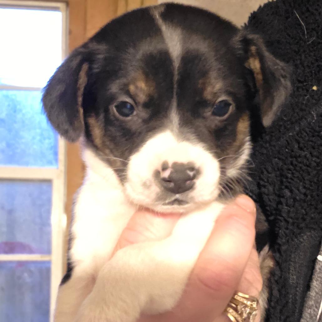 Enlarge g 1 / Clara, a Adoptable mixed breed in Goltry, OK image 3/6