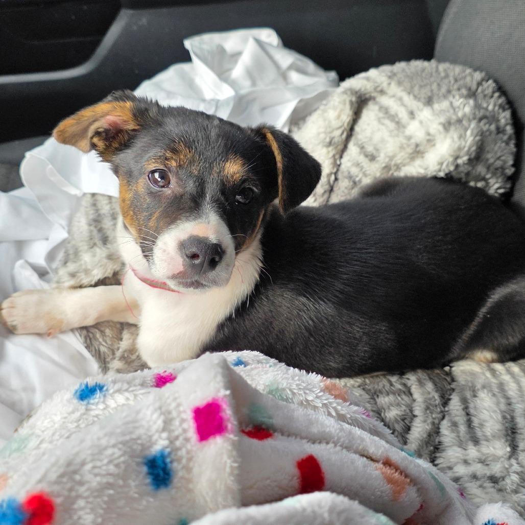 Enlarge g 1 / Clara, a Adoptable mixed breed in Goltry, OK image 4/6