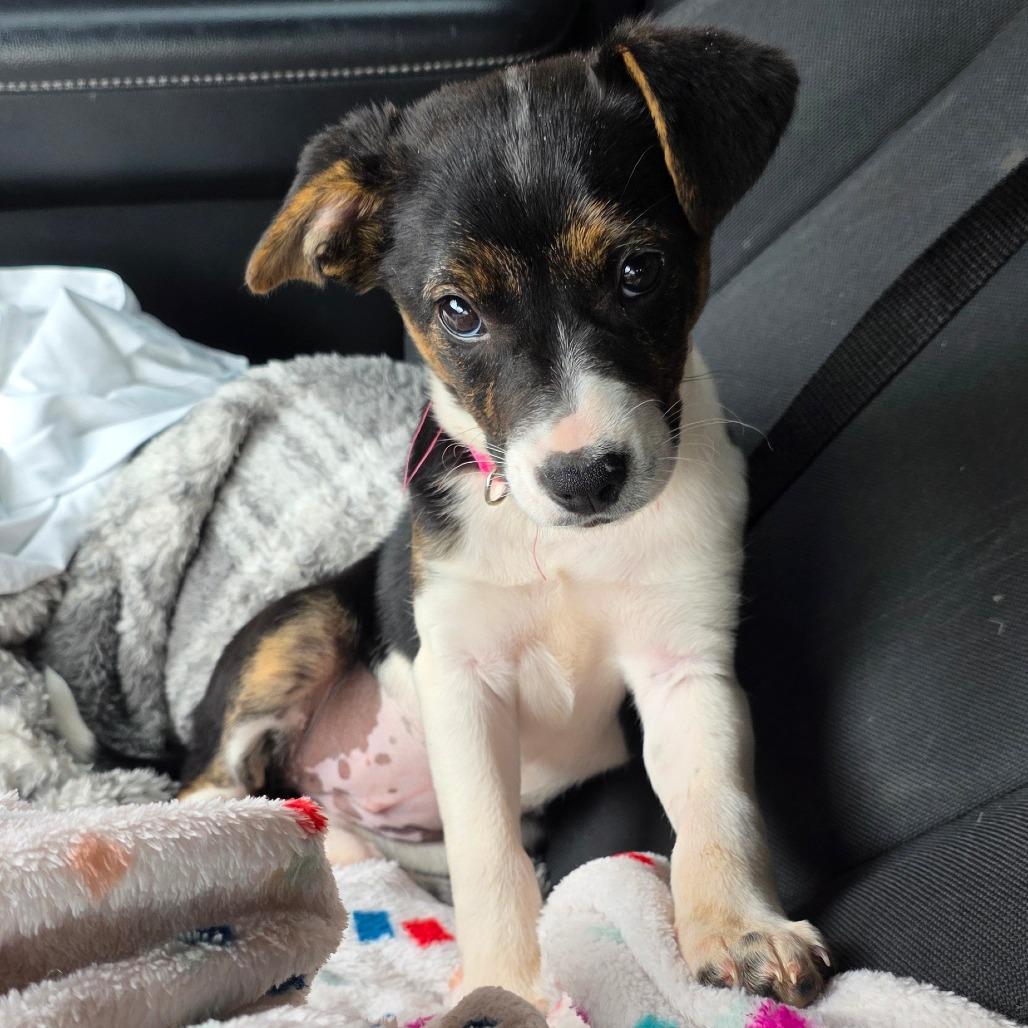 Enlarge g 1 / Clara, a Adoptable mixed breed in Goltry, OK image 5/6